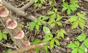 Man Tests Out Old Worm Calling Stick Technique