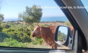 Cow Gives Passersby Some Good Directions