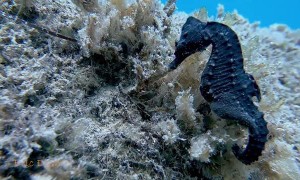 Blue Seahorse on the Reef