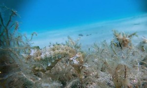 Seahorse Searches for Food