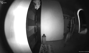 Mountain Lion Visits Front Door