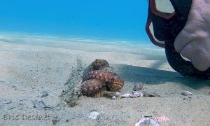 Wiley Octopus Punches Diver