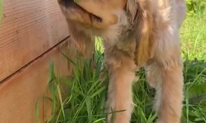 Puppy Raiding the Garden