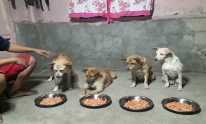 Cute Pups Say Grace Before Their Meal