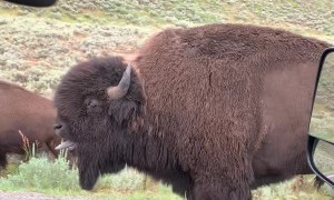 Yellowstone Bison Bellows
