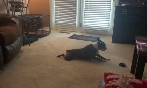 Duncan the Boston Terrier Loves Scooting Around Carpet