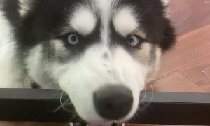 Goofy Husky Derps on Desk Bar