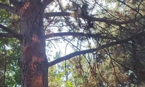 Mama Squirrel Adopts Orphaned Baby