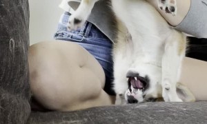 Puppy Does Handstand During Grooming