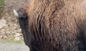 Lone Bison Holds Up Traffic
