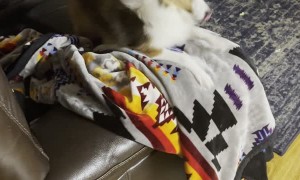 Doggo Gets Zoomies When Mommy Comes Home