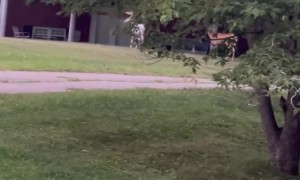 Rare Albino Deer Grazes in Front Lawn