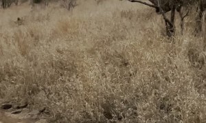 Rhino Charges Lion To Protect Young