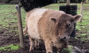 Cute Cows Seriously Love New Scratching Posts