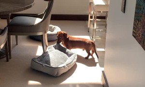 Doggy Drags His Bed into Warm Winter Sun