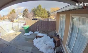 Protective Pups Defend Backyard from Cable Installer