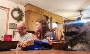 Raccoon Eats Crunchy Snacks at Family Dinner