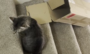 Cardboard Box Taxis Kitty Downstairs