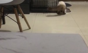 Kitty Brings Cockroach Offering to Its Human