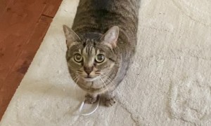 Pesto the Cat Brings Owner Her Emotional Support String