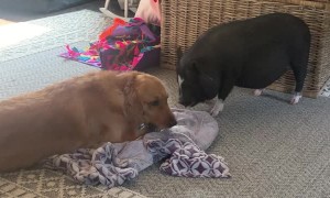 Pig Really Wants to Play with Pup