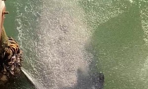 Manatee Swims Over to Enjoy Fresh Water Spray