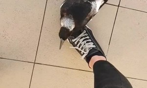 Making Friends with Playful Magpie