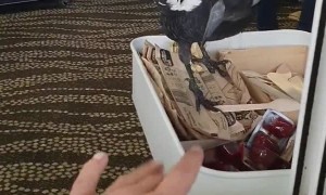 Magpie Helps Coffee Shop