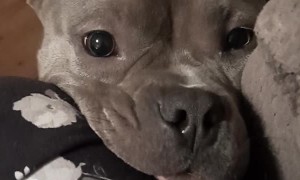 Pup Pines For Playtime