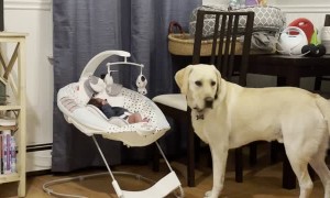 Lab Gently Licks New Brother
