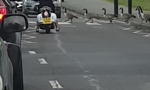 Gaggle of Geese Use Crosswalk