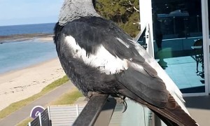 Magpie Sings on Command