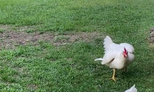 Hilarious Thick Chickens Sprint Towards Man