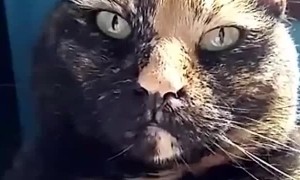 Cats Reaction to Human Getting Progressively Louder