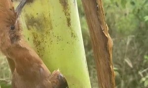 Bird Gets Beak Stuck in Banana Tree