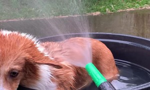 Corgi Enjoying Spa Day