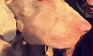 Car Full of Pooches With Swollen Snoots