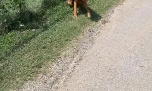 Good Samaritan Hydrates Thirsty Dog on Hot Day