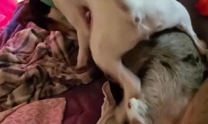 Dog Kicks New Friend Off Bed