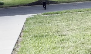 Robbie the Blind Dog Crosses Street to See Friend