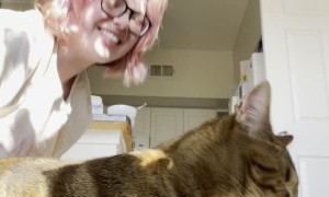 Pets Crash Stretching How To