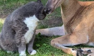 Deer Gives Cat  Bath