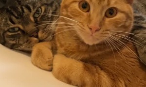 Two Cute Cats Cuddle