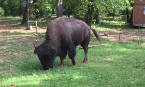 Big Bison Graze in Man's Back Yard