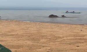 Bear Family Has A Beach Day