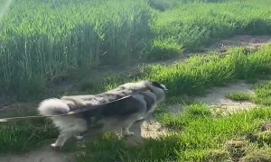 Farm Dog and Alpaca Are Two Peas in A Pod