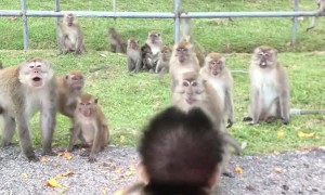 Wild Monkeys Meet Adopted Infant