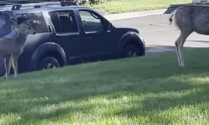Deer and Dog Boop Snoots on Lawn