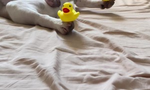 Sleepy Pup with Ducky Paws