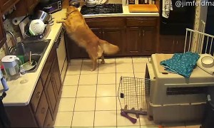 Butter Pilfered by Guileful Golden